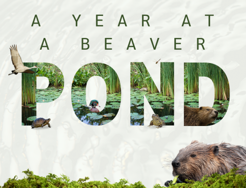 Text reads "A Year at a Beaver POND." The letters in the word "POND" are made out of photos of a pond, and photos of various pond animals are emerging from the letters. At the bottom of the graphic is a photo of a beaver.